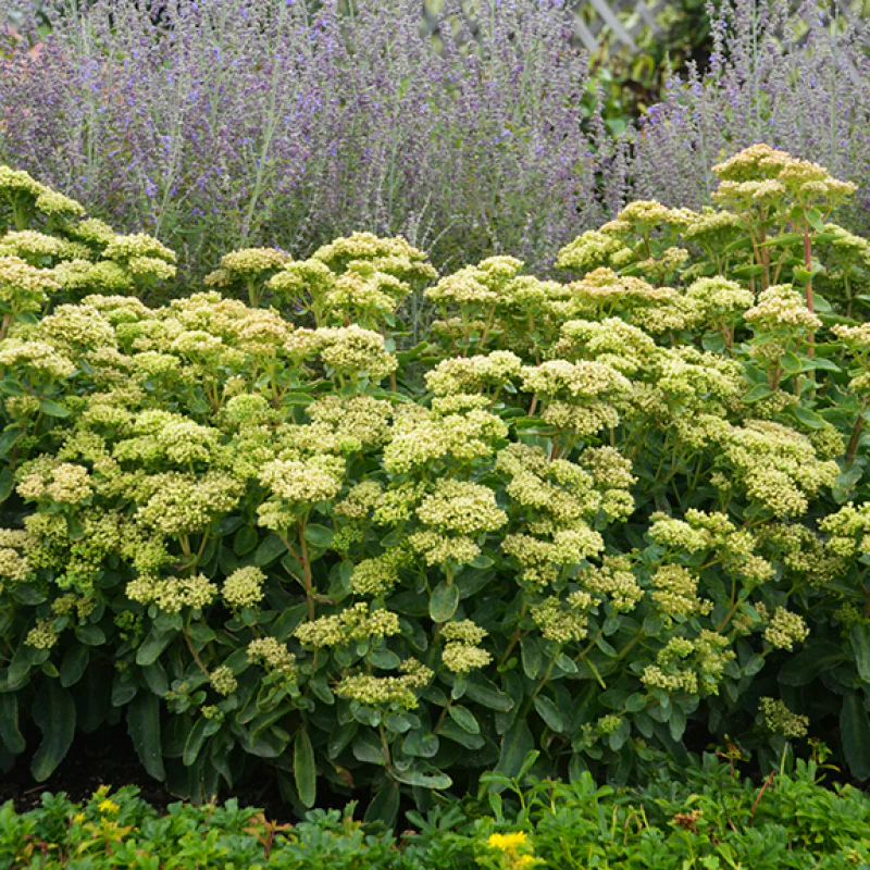 Rock 'N Grow® 'Lemonjade' Stonecrop (Sedum)