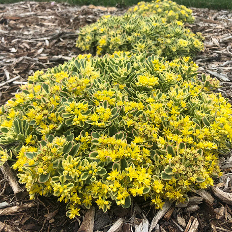 Rock 'N Low® 'Boogie Woogie' Stonecrop (Sedum)