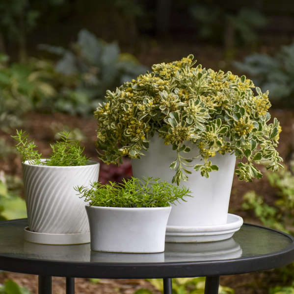 Rock 'N Low® 'Boogie Woogie' Stonecrop (Sedum) - Image 4