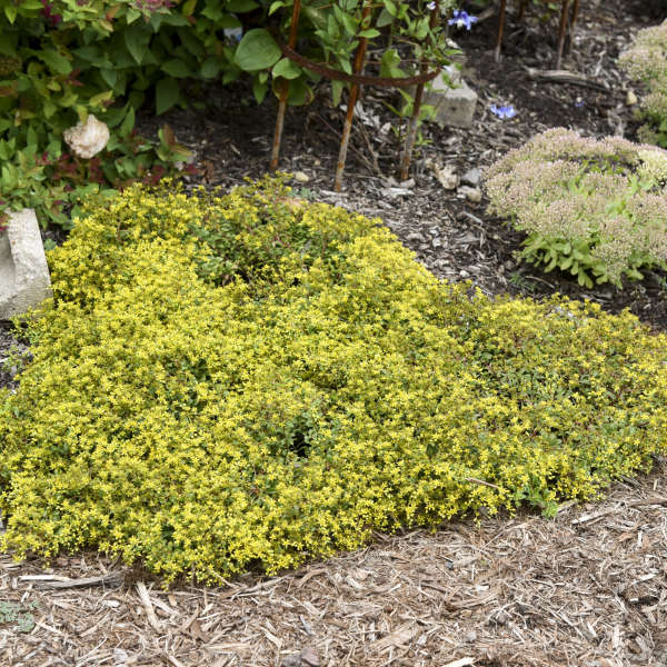 Rock 'N Low 'Yellow Brick Road' Stonecrop (Sedum) - Image 3