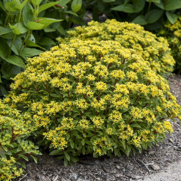 Rock 'N Round® 'Bright Idea' Stonecrop (Sedum)
