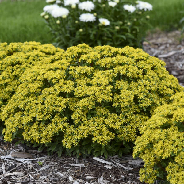 Rock 'N Round® 'Bright Idea' Stonecrop (Sedum) - Image 3