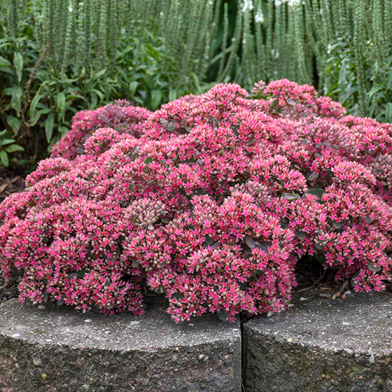 Rock 'N Round™ 'Popstar' Stonecrop (Sedum)