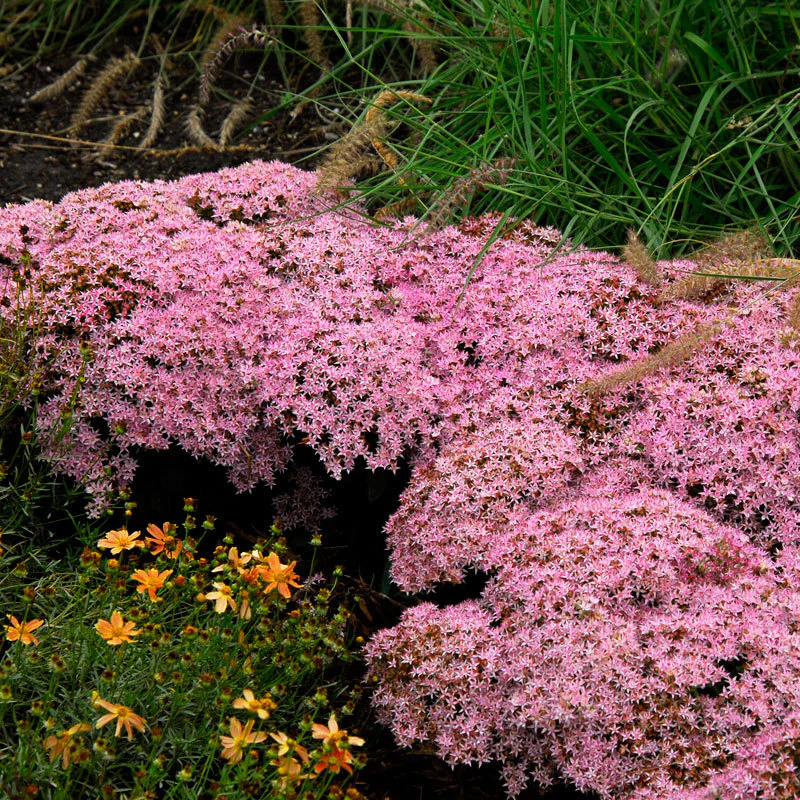 Rock 'N Round™ 'Pure Joy' Stonecrop (Sedum)
