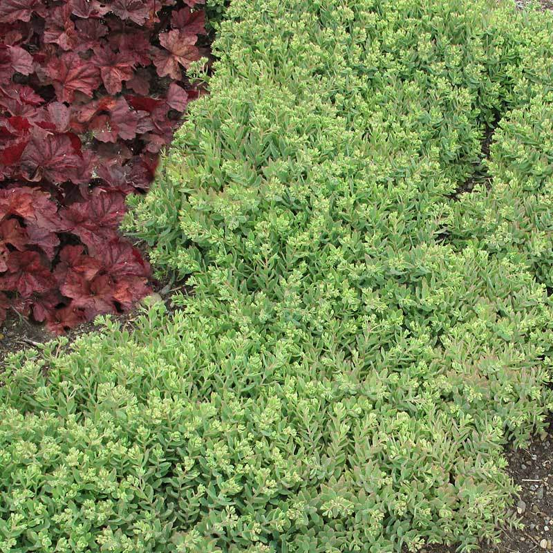 Rock 'N Round™ 'Pure Joy' Stonecrop (Sedum) - Image 5