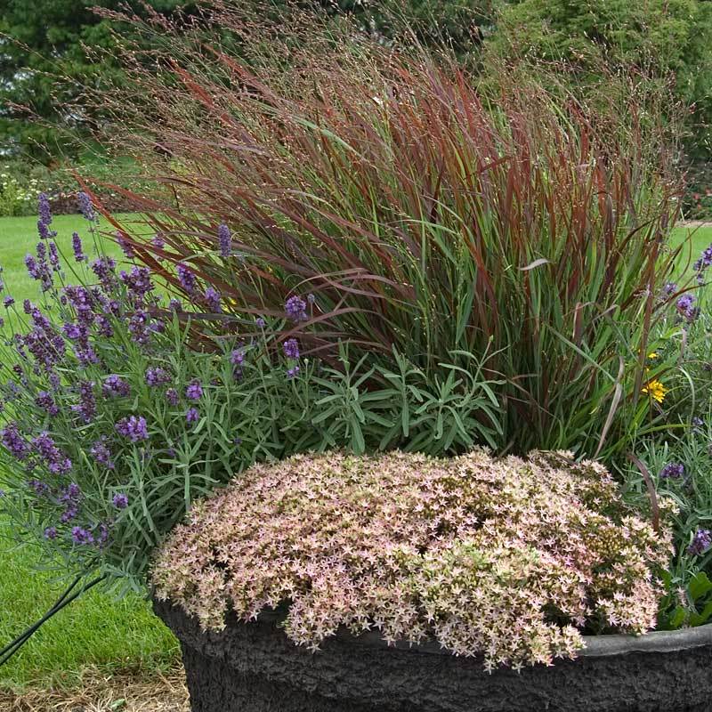 Rock 'N Round™ 'Pure Joy' Stonecrop (Sedum) - Image 6