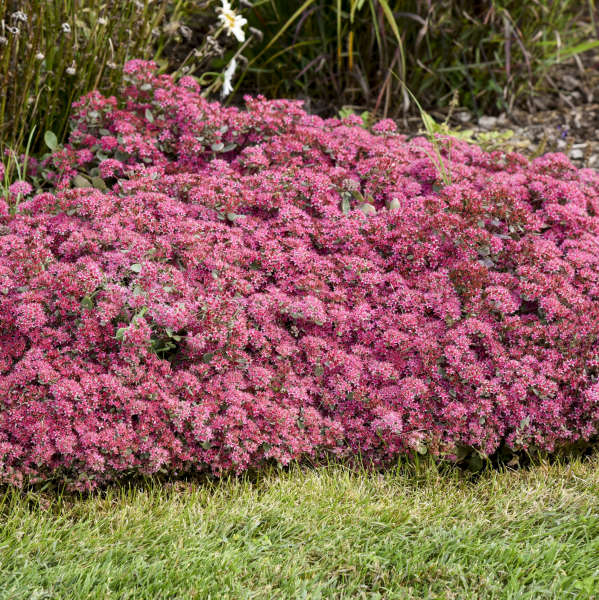 Rock 'N Round 'Superstar' Stonecrop (Sedum)