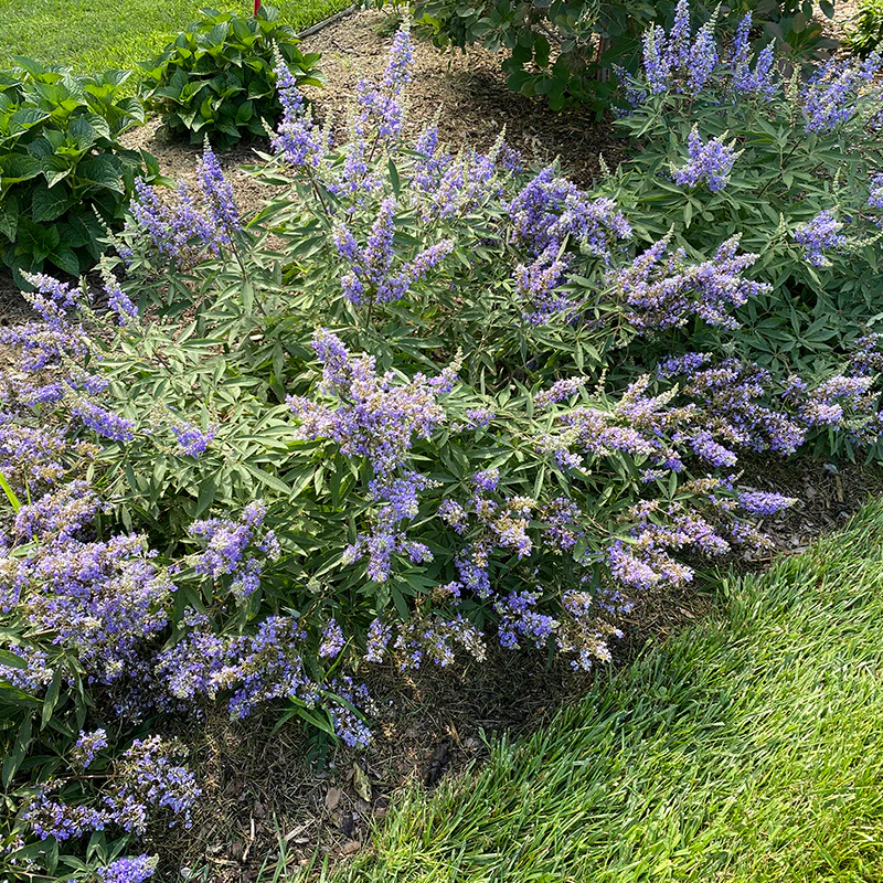 Rock Steady™ Chastetree (Vitex)