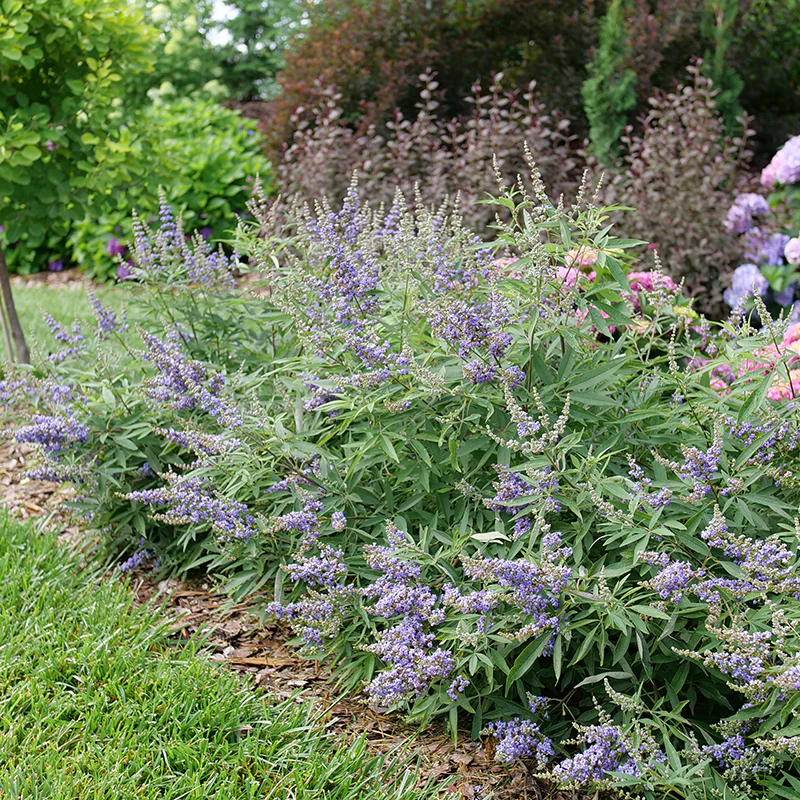 Rock Steady™ Chastetree (Vitex) - Image 2