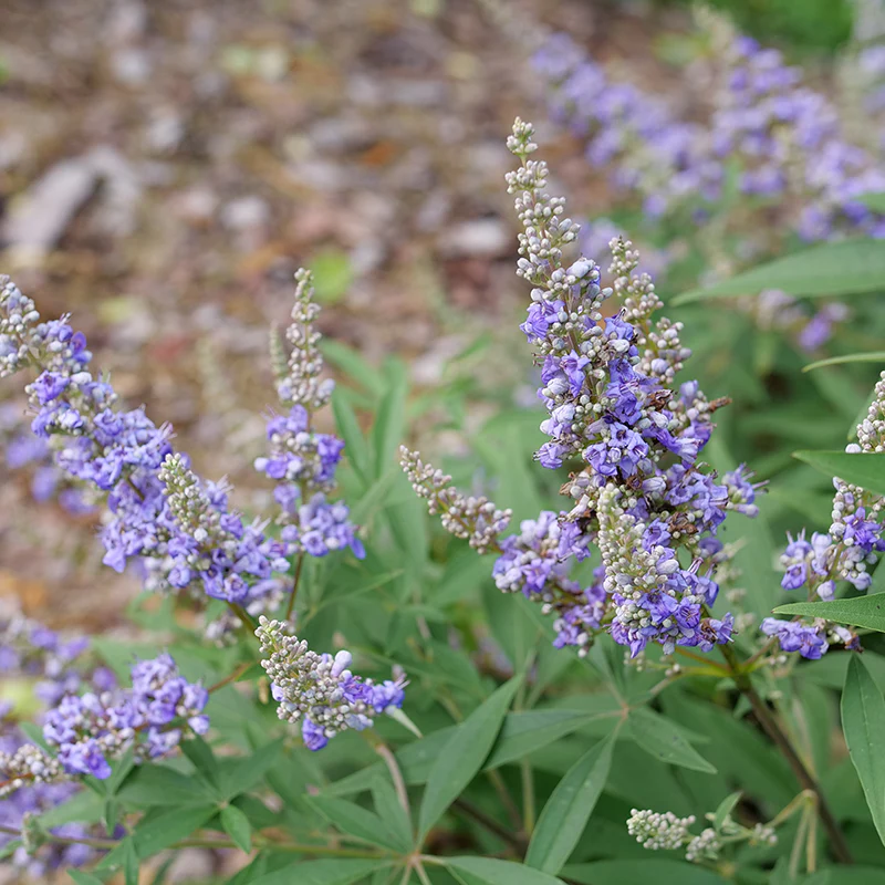 Rock Steady™ Chastetree (Vitex) - Image 3