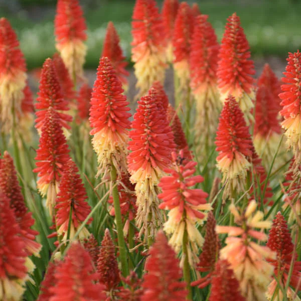 Pyromania™ 'Rockets Red Glare' Red Hot Poker (Kniphofia)