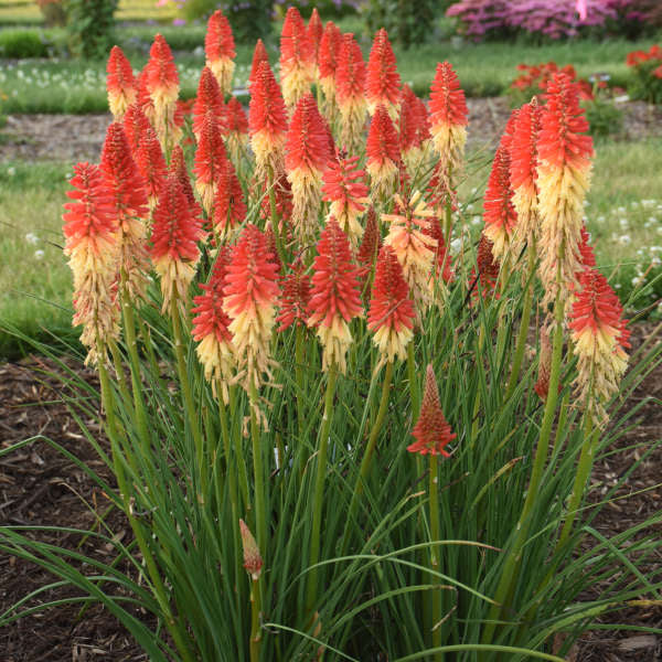 Pyromania™ 'Rockets Red Glare' Red Hot Poker (Kniphofia) - Image 2