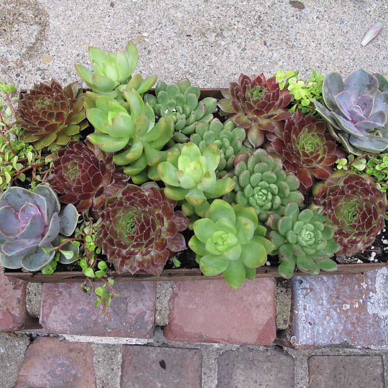 'Rocknoll Rosette' Hens & Chicks - Image 2