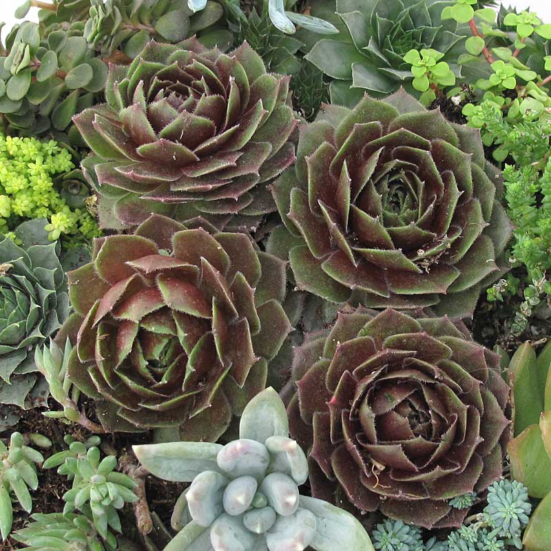 'Rocknoll Rosette' Hens & Chicks - Image 4