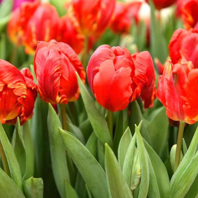 'Rococo Double' Parrot Tulip