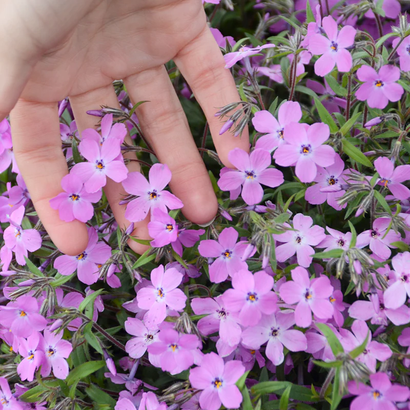'Rose Sprite' Hybrid Spring Phlox
