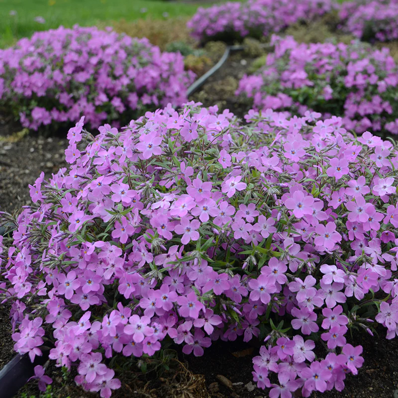 'Rose Sprite' Hybrid Spring Phlox - Image 2