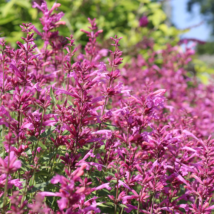 'Rosie Posie' Hummingbird Mint (Agastache)