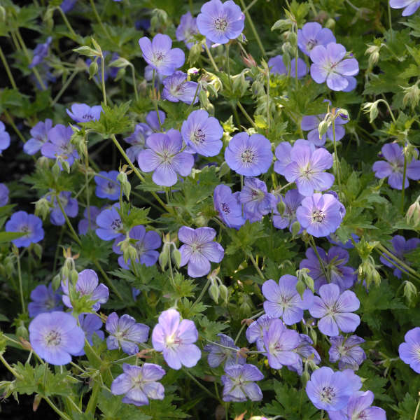 Rozanne® Cranesbill (Geranium)