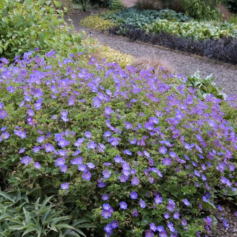 Rozanne® Cranesbill (Geranium) - Image 5