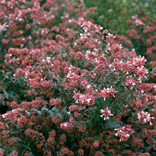 Ruby Anniversary® Abelia - Image 4