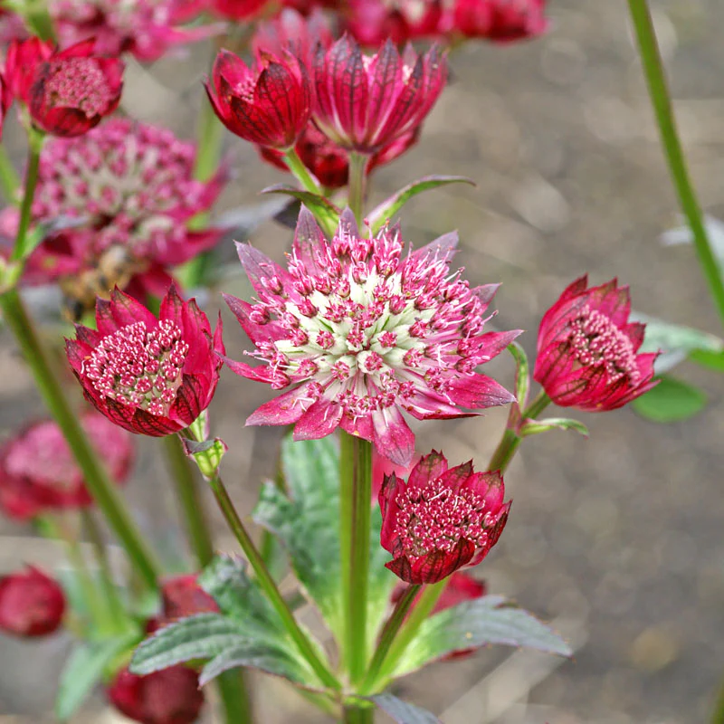'Ruby Cloud' Masterwort