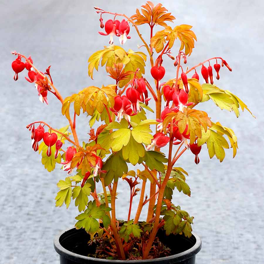 'Ruby Gold' Bleeding Heart (Dicentra)