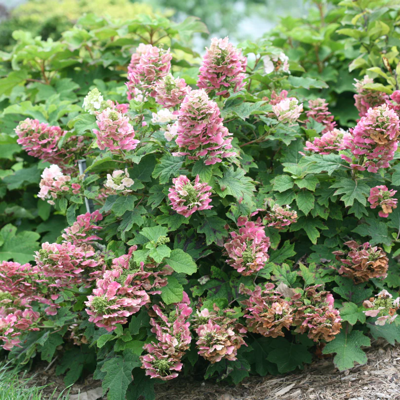 'Ruby Slippers' Oakleaf Hydrangea - Image 2