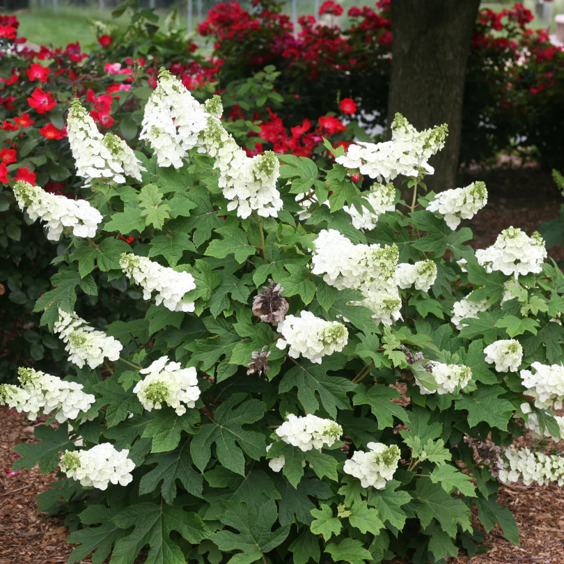 'Ruby Slippers' Oakleaf Hydrangea - Image 4