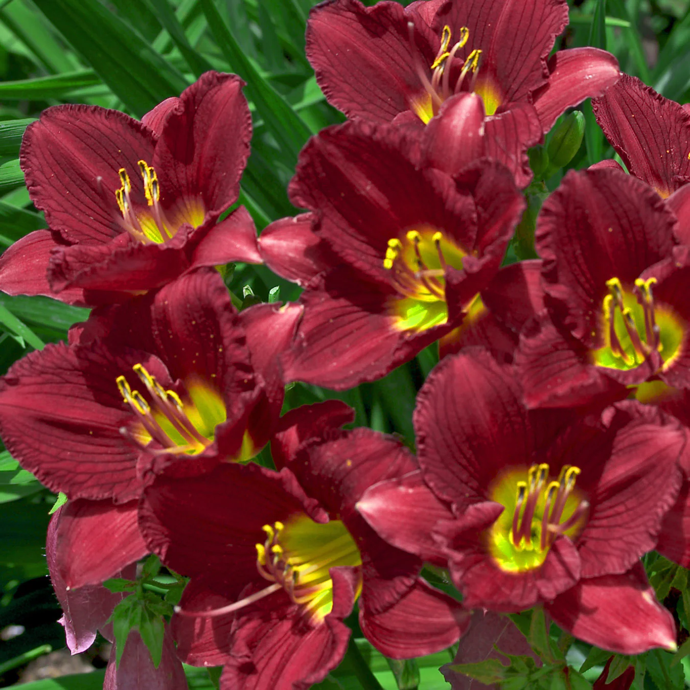 'Ruby Stella' Daylily (Hemerocallis)