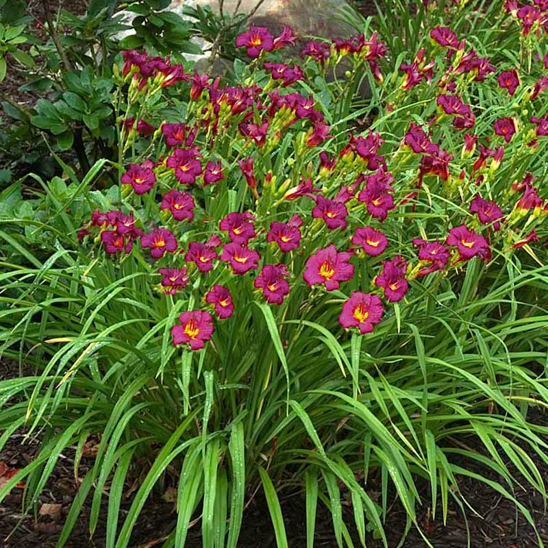 'Ruby Stella' Daylily (Hemerocallis) - Image 3