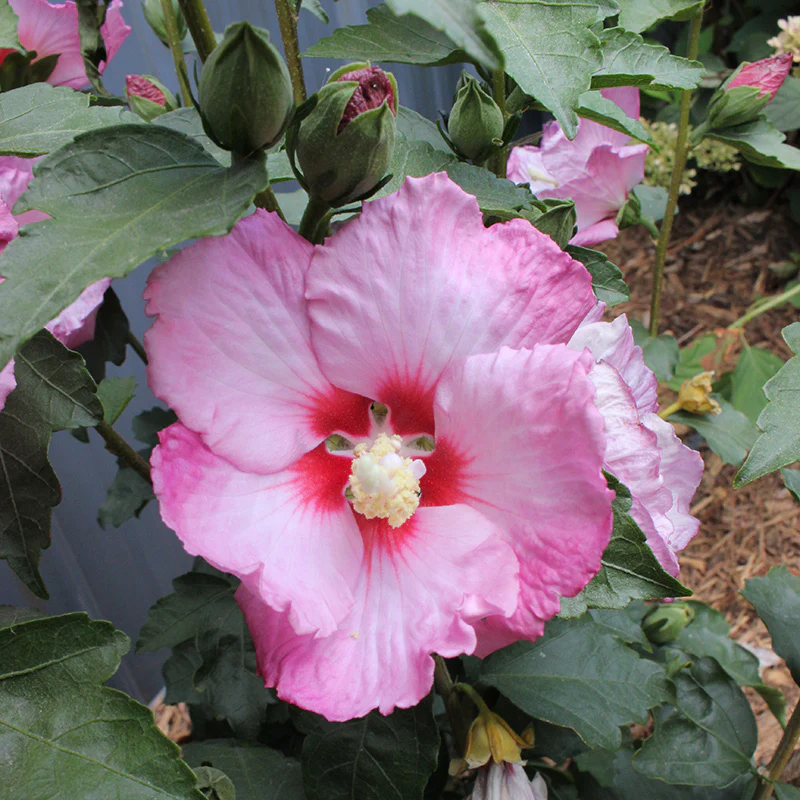 Ruffled Satin® Rose of Sharon