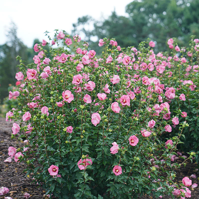 Ruffled Satin® Rose of Sharon - Image 2