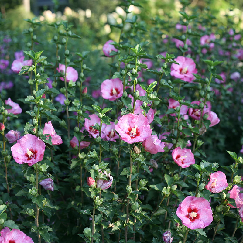 Ruffled Satin® Rose of Sharon - Image 3