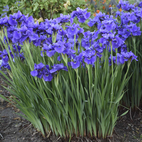 'Ruffled Velvet' Siberian Iris - Image 2