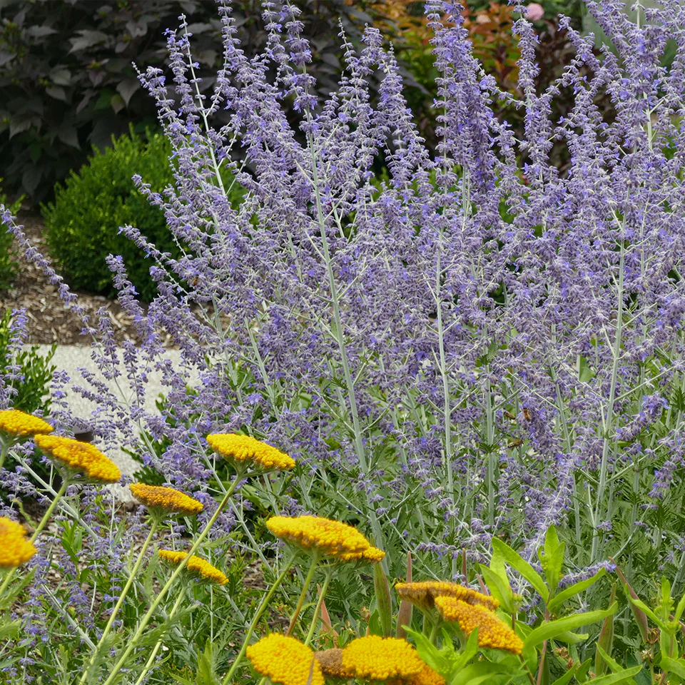 Russian Sage (Perovskia)