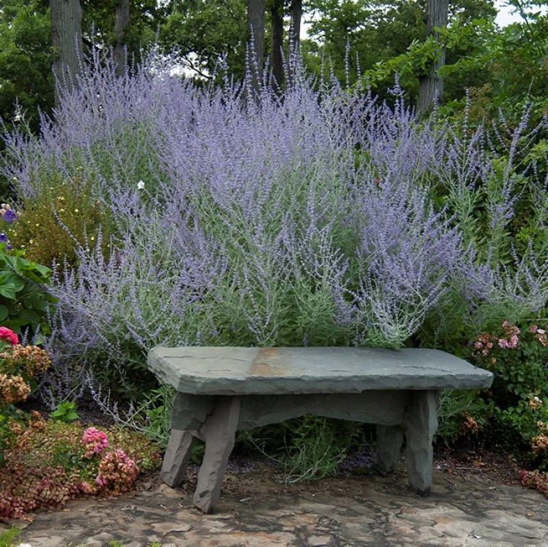 Russian Sage (Perovskia) - Image 2