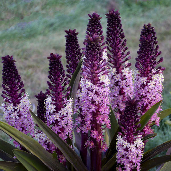 'Safari Adventure' Pineapple Lily (Eucomis) - Image 3