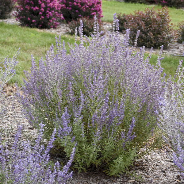 'Sage Advice' Russian Sage (Perovskia) - Image 4