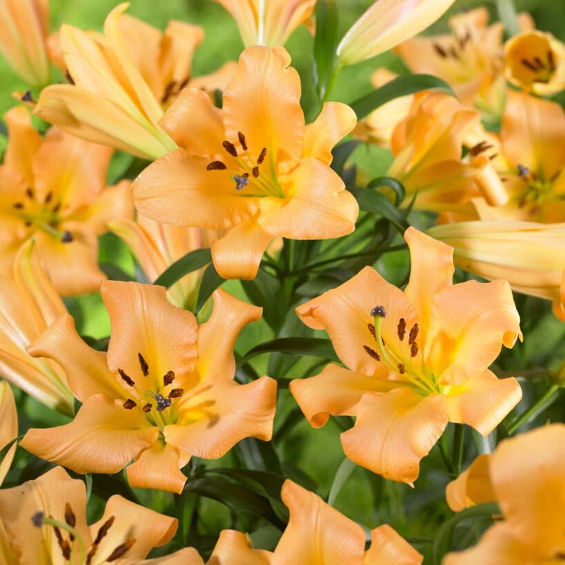'Saltarello' Lily (Lilium)
