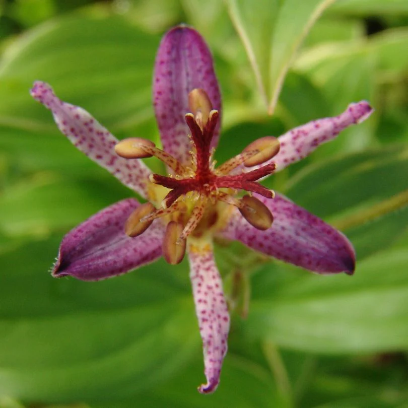 'Samurai' Toad Lily (Tricyrtis)