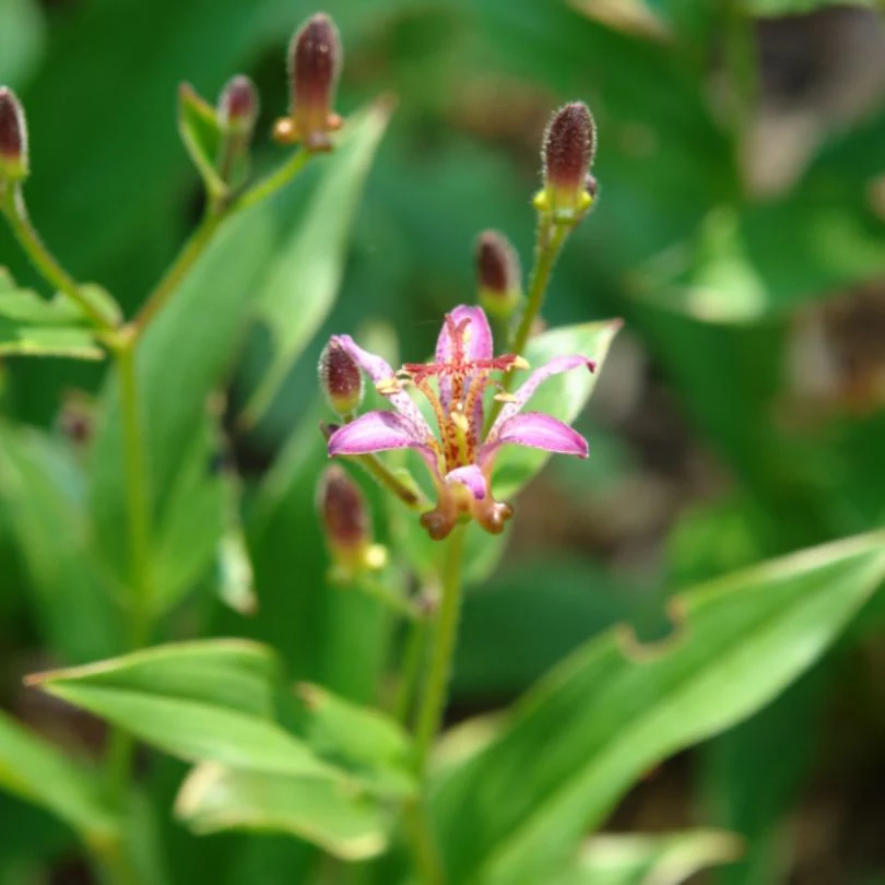 'Samurai' Toad Lily (Tricyrtis) - Image 3