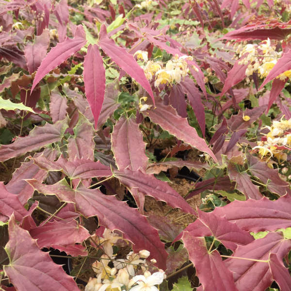 'Sandy Claws' Barrenwort (Epimedium)