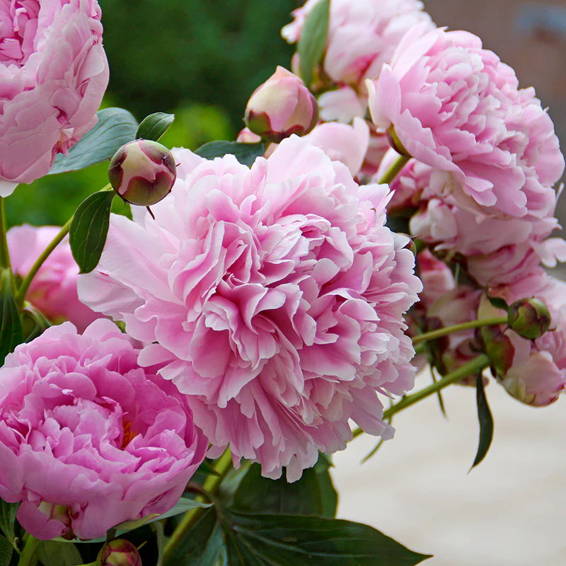 'Sarah Bernhardt' Peony (Paeonia)