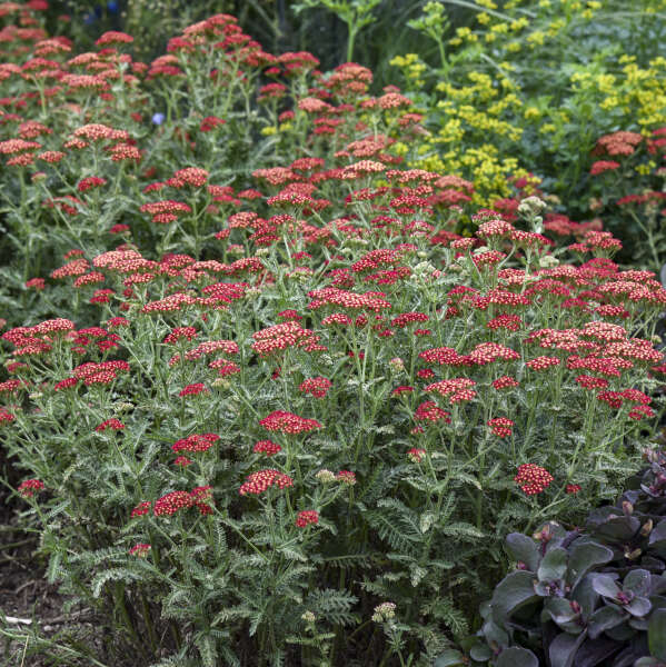 'Sassy Summer Sangria' Yarrow (Achillea)