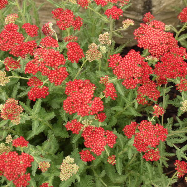 'Sassy Summer Sangria' Yarrow (Achillea) - Image 2