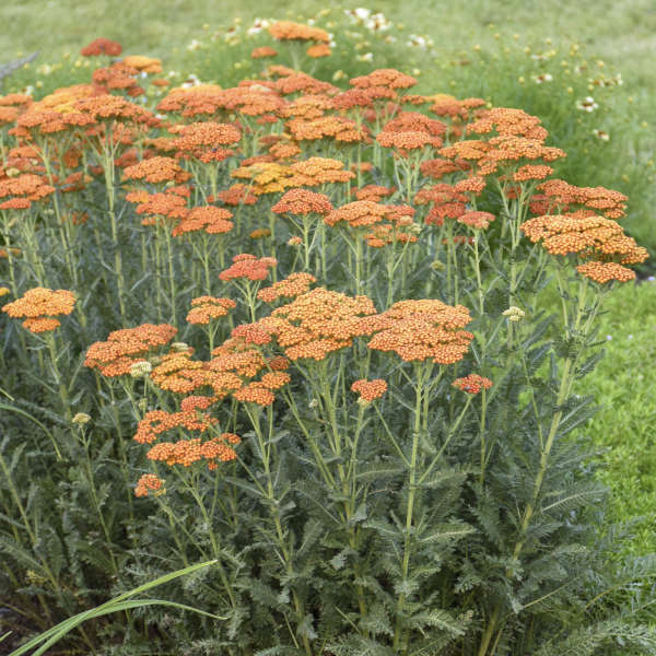 'Sassy Summer Sunset' Yarrow (Achillea)