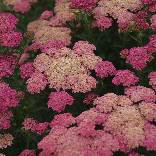 'Sassy Summer Taffy' Yarrow (Achillea)