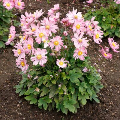 Satin Doll™ 'Glow' Japanese Anemone - Image 4