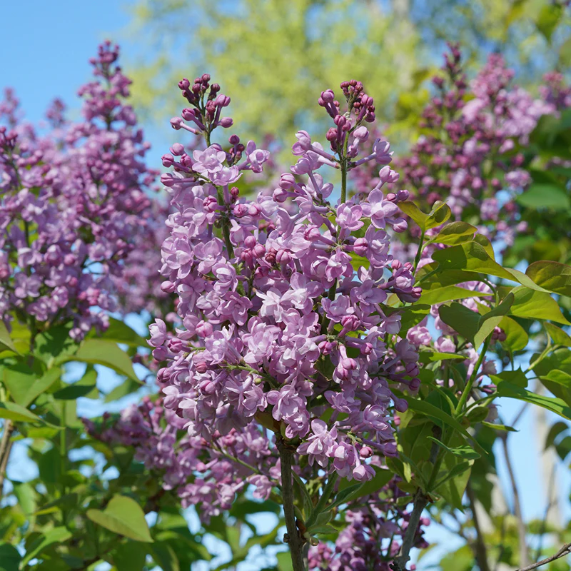Scentara® Double Blue Lilac (Syringa)